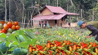 Download lagu Spending the night alone Harvesting the garden produce returning to the village mp3