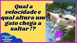 [Veja Dicas, Curiosidades e Informaes Sobre Animais de Estimao] #shorts