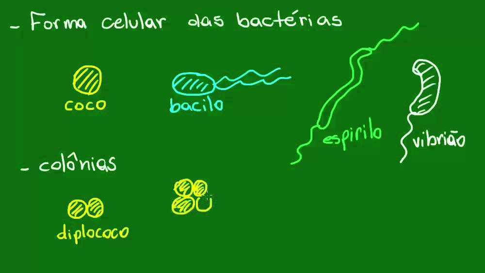 Formas da célula bacteriana - Diversidade dos Seres Vivos - Biologia