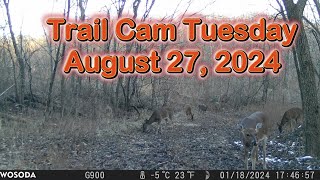 Trail Cam Tuesday - August 27, 2024