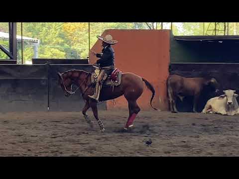 Tutorial 3: PRINCIPIOS BÁSICOS DE LA PUNTA PARTE 2 COMO APOSTURA UN CABALLO POR ALEJANDRO GOÑI ROJO