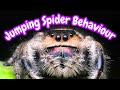 Jumping Spider Behavior & What It Means | Jumping Spider Behaviour Meanings | Spooderpods DEFAULT Thumbnail