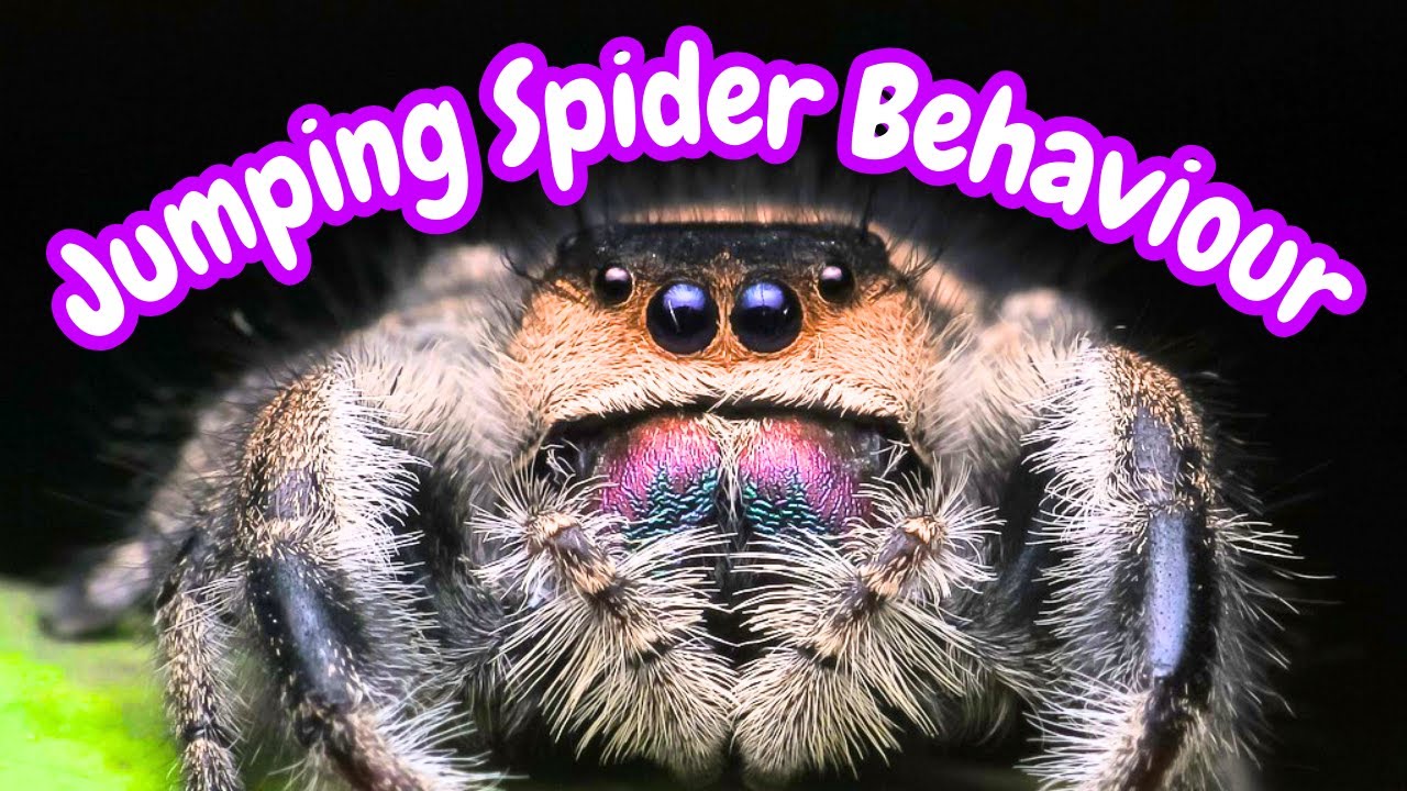 Jumping Spider Behavior & What It Means | Jumping Spider Behaviour Meanings | Spooderpods
