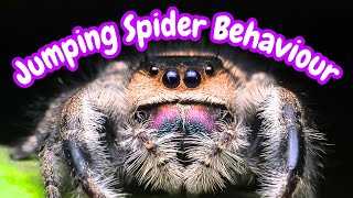 Jumping Spider Behavior & What It Means | Jumping Spider Behaviour Meanings | Spooderpods MQDEFAULT Thumbnail