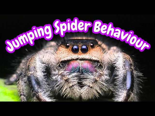 Jumping Spider Behavior & What It Means | Jumping Spider Behaviour Meanings | Spooderpods SDDEFAULT Thumbnail