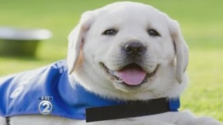 New bill targets fake service dogs