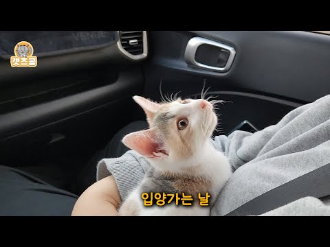 입양 간 새 집이 너무 좋아서 어쩔 줄 모르는 신기한 아기고양이