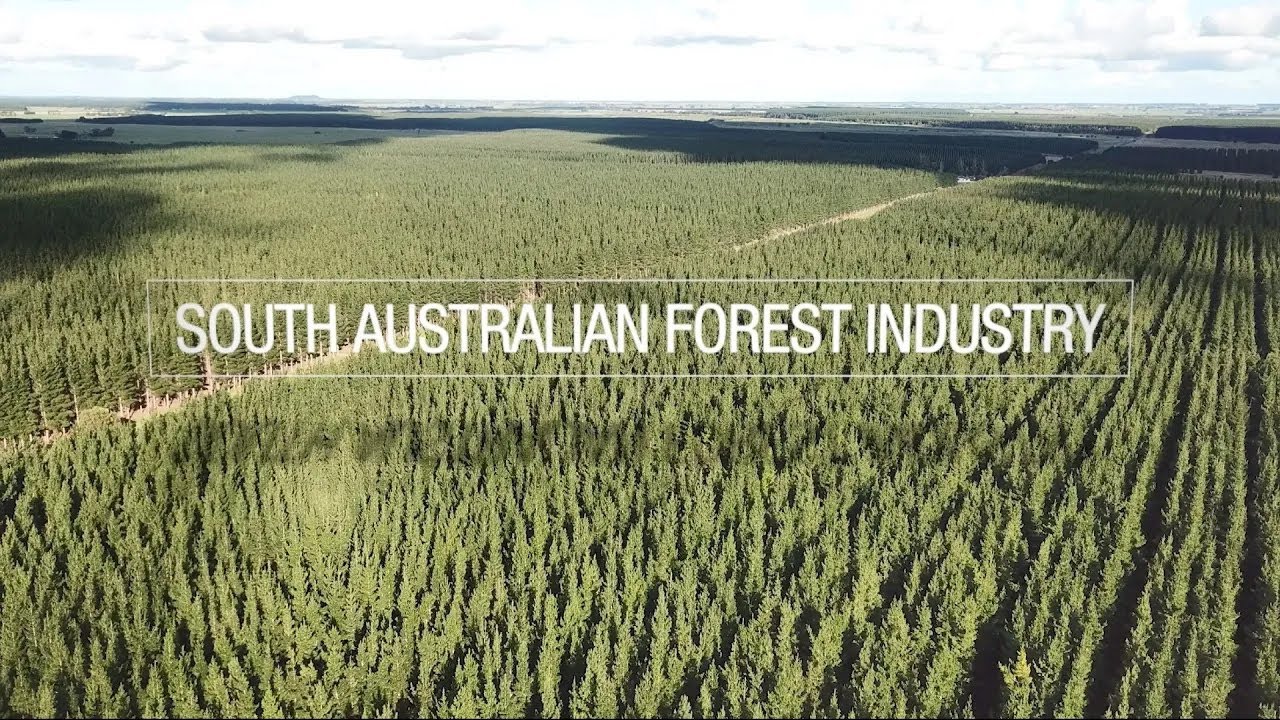South Australian forestry (2025)