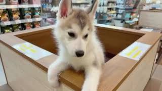 シベリアンハスキーの動画01