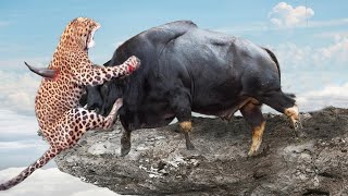 Moment Of Horror Of Cheetah - Leopard Receives Fierce Attacks From Horns of Wildebeest, Gazelle