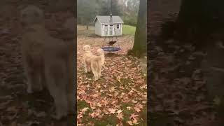 Video preview image #1 Australian Mountain Dog Puppy For Sale in Germantown, OH, USA