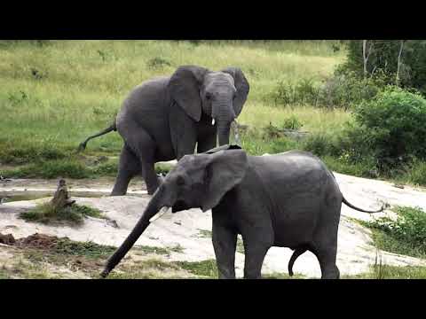 Djuma Private Game Reserve Live Stream - Elephants come for a drink and some spa time