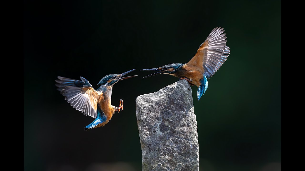 담양물총새 유튜브 썸네일