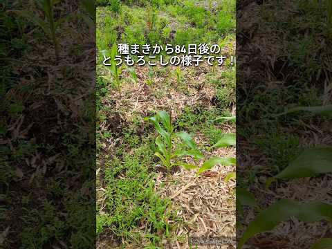 日本のカブトムシを自然に撃退する方法のヒントとアドバイス