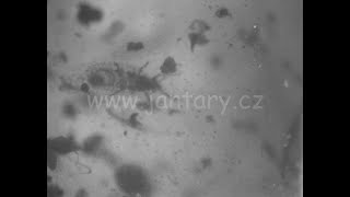 Křídový jantar B-59