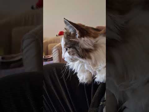 Our belaved cat Mr Suzi is getting older and older and is sick-----not good---