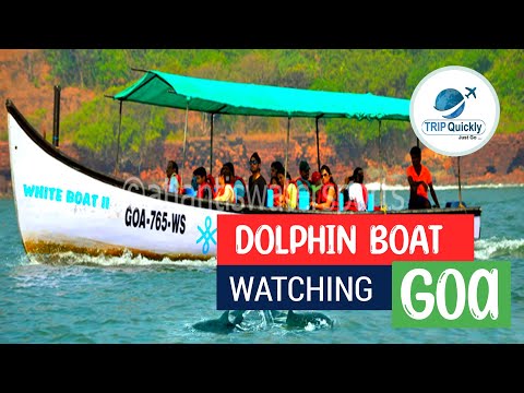 Dolphin boat ride // Coco beach // goa//  TripQuicklyTourism✈️❤️