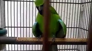 Download lagu Kicau Mania Burung Cucak Ijo Isian - Full Video mp3 Download lagu Kicau Mania Burung Cucak Ijo Isian - Full Video mp3