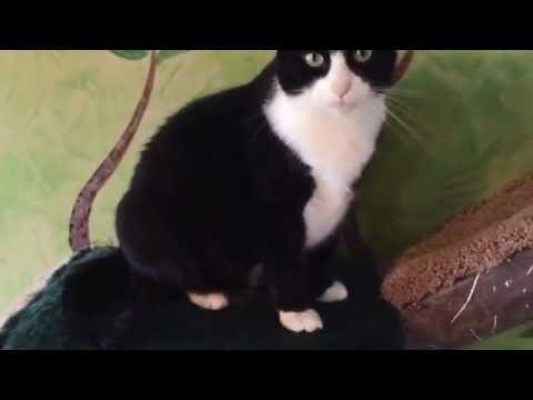 Pet of the Week: Tuxedo Cat Dressed to Impress