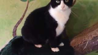 Pet of the Week: Tuxedo Cat Dressed to Impress