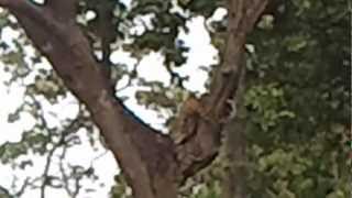 preview picture of video 'Leopard in Jim Corbett Park.'