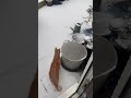 Orange Cat In The Snow