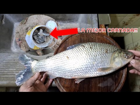 COMO HACER PODRIDO DE SÁBALO?!!