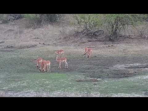 Djuma: Impalas grazing and Blacksmith Lapwing - 17:42 - 10/07/21