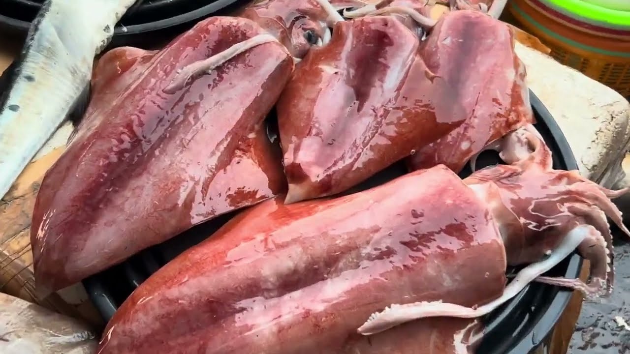 Sassoon Dock Fish Market | Colaba Wholesale Fish Market | Wholesale Fish Market In Mumbai 