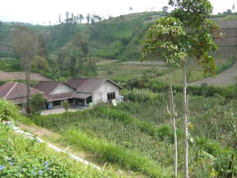 Mbah Surip - Ijo Royo-royo