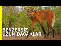Yeleli Kurt Tilki Kurt Yada Çakal Değil