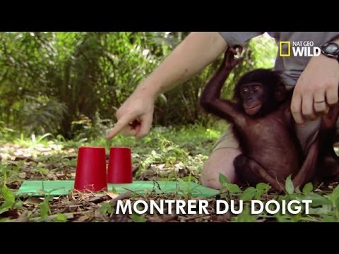 Montrer du doigt