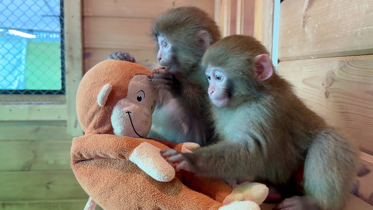 Play With Cute Baby Monkeys — The ONLY Place in Japan!🐵🐵