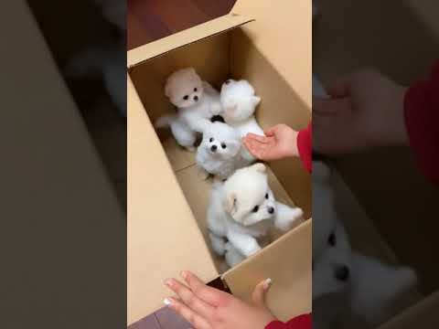 Cute Puppy lovely  Care #short #5005