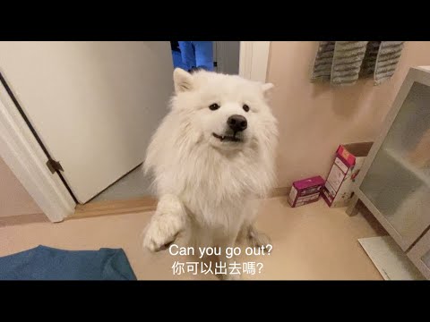 My Dog Loves to Follow Me Into the Bathroom 我的狗很黏人，連去上廁所也要跟 【SAMOYED INGOLF】
