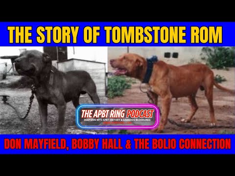 The Story of Patrick’s Tombstone ROM 🔥 Pit Bull Game Dog History Podcast