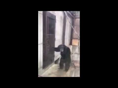 Monkey furiously knocking at door meme