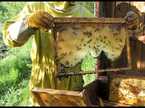 Пчеловодство.Как ослабить роение пчелосемей. Противороевые методы .Способы ослабления роения у пчёл.