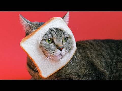 cute and funny cat video #shorts