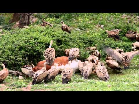 Griffon Vultures feeding on a carcass