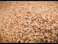 Sesame Seeds Processing Machine Sesame Washing Drying Machine