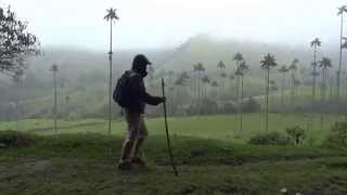 preview picture of video 'Walking through the Valle de Cocora'