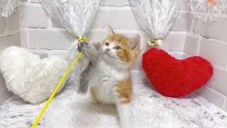 スコティッシュストレートの動画02