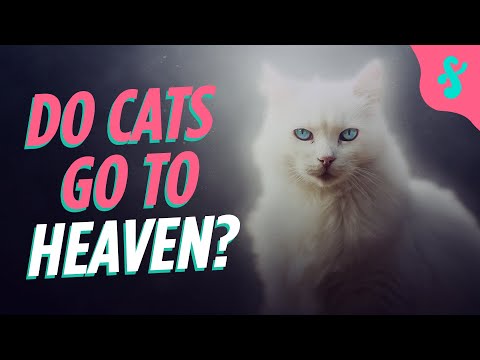 ✨Do Cats go to Heaven? | Furry Feline Facts 🌟🐱