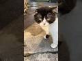 Tuxedo Cat Cute Meow Cat Cute Meow