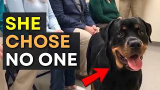 All Dogs Walked to find one Human… Until This Moment - Adoption Stories