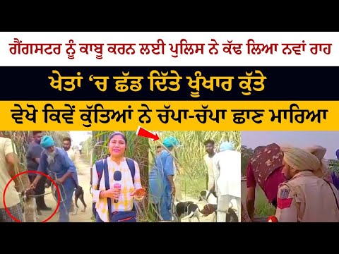 To control the gangster, the police took a new way, the dogs left in the fields