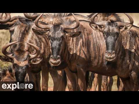 Maasai Mara Wildlife Cams
