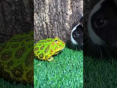กบcamfrog🐸และกระต่าย🐰