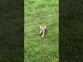 French Bulldog dogs for sale: Titan - Video 1